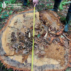 Службова недбалість ціною в майже 6,5 мільйонів гривень - така сума збитків від незаконної рубки дерев на Закарпатті.