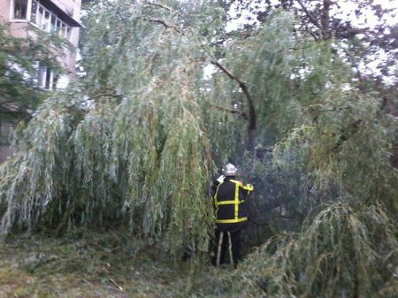 У Хусті падінням дерева пошкодило лінію електропередач / ФОТО