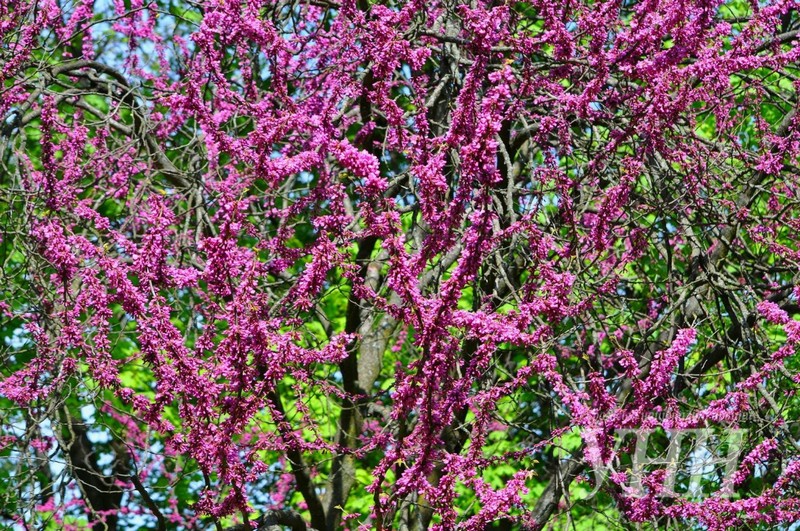  Рослина, яку ще називають багряник європейський, росте не лише в Ужгородському ботанічному саду, але й у парках та скверах обласного центру Закарпаття. 
