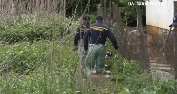 Затоплені теплиці на Закарпатті показали зсередини (ВІДЕО)