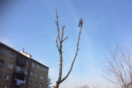 Со слов очевидцев, житель Тячева взобрался на дерево по улице Вайды в состоянии сильного алкогольного опьянения с веревкой в руках. 