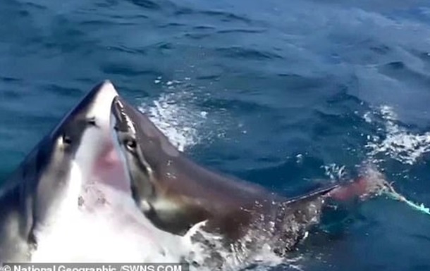 Рідкісне видовище було знято National Geographic. Воно підтверджує, що серед акул існує канібалізм.
