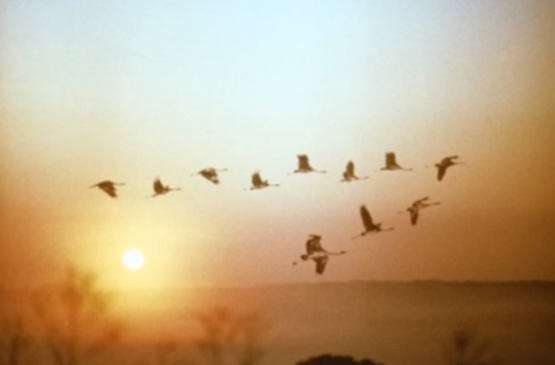 На календарі 10 січня, а в небі летіли птахи, яких не має бути в цей час.