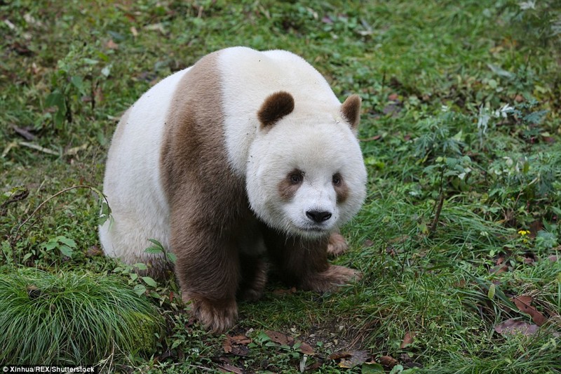 Панда Квізай стала единственной в мире коричневой пандой. Он стал знаменитостью среди жителей местного зоопарка.