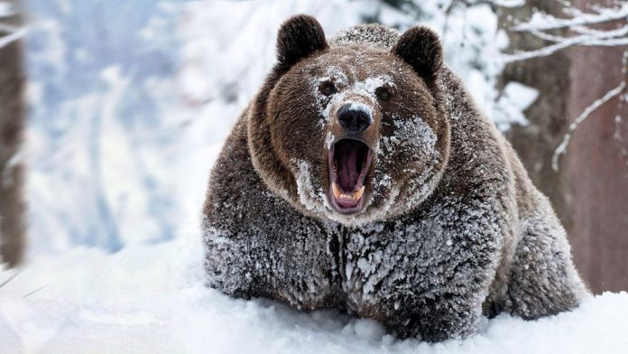 Прикарпатка гуляючи в горах натрапила на снігу на сліди ведмедя шатуна.
