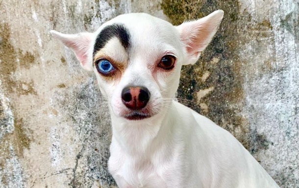 Собака має очі різного кольору і характерну пляму над одним оком, що виглядає, ніби піднята брова.