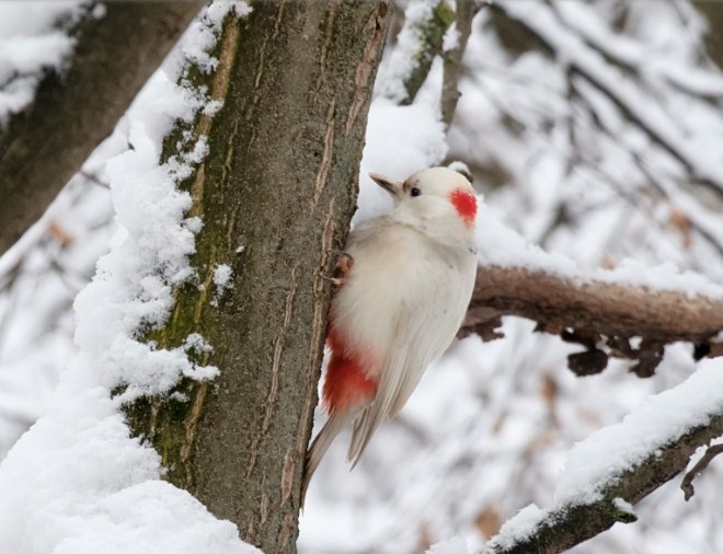Незвичного дятла-альбіноса вдалося сфотографувати Андрію Зубенку. Своїм фото він поділився на форумі “Птахи України”.
