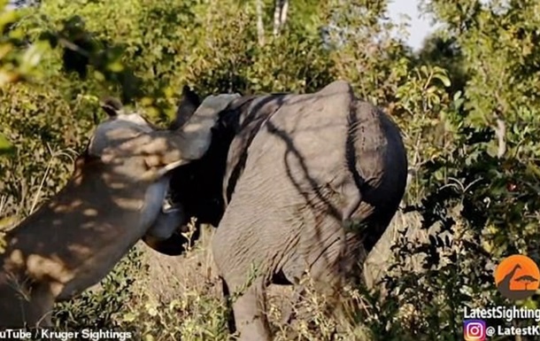 Інцидент зняли на камеру в парку Хуендж у Зімбабве. У результаті сутички слониха змогла відбитися.
