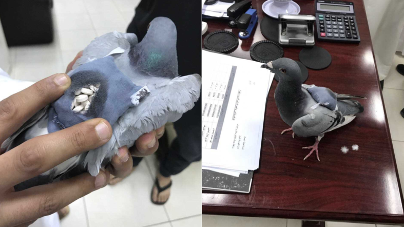 В Кувейте таможенная полиция поймала голубя, к спине которого был прикреплен маленький рюкзак с наркотическими веществами.

