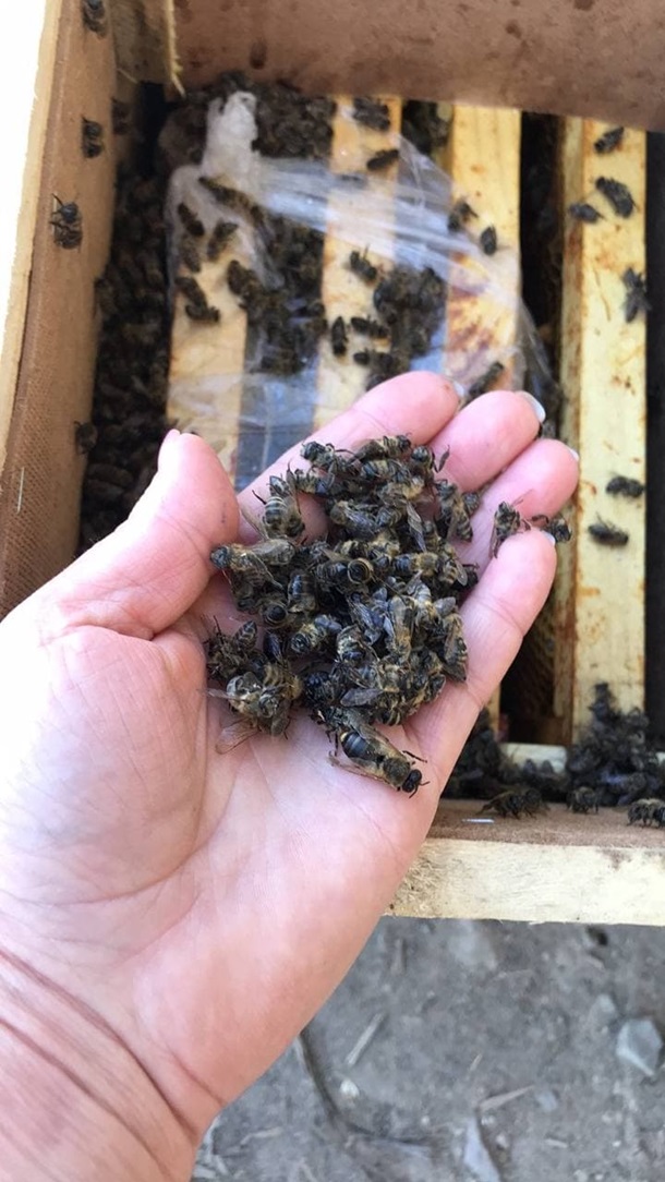 Під час доставки Укрпоштою загинули вісім мільйонів бджіл. Пасічники мають намір судитися.

