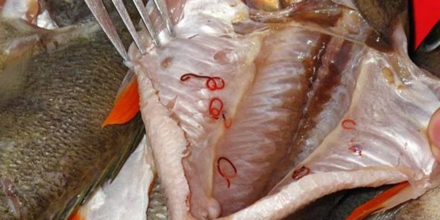 Чверть риби, виловленої у Десні та її притоках, заражена личинками, які є збудником опісторхозу.