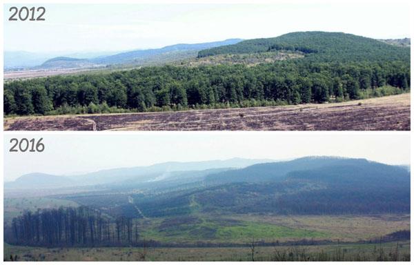 Дубовый лес в Русском Поле: до и после уничтожения.