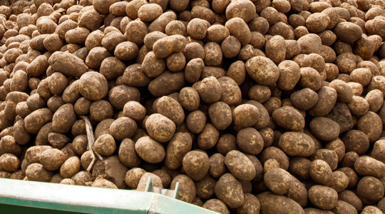 Також на ринку присутня імпортна картопля нового врожаю виробництва Італії. 