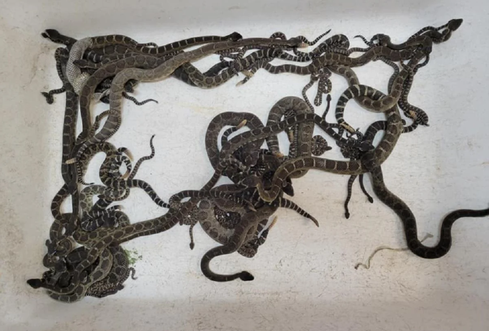 Почти 100 ядовитых змей заползли в дом женщины в Соединенных Штатах.