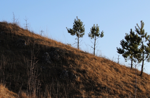 Облесение Закарпатье – одна из главных задач на 2017 год.