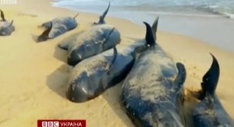 В Индии на один из пляжей штата Тамил Наду выбросились десятки китов.