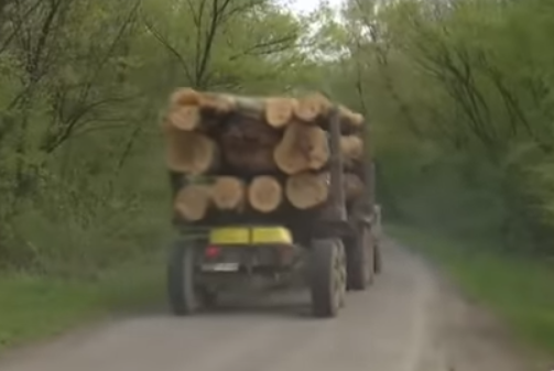 Жителі закарпатського Ворочева потерпають від нещадної вирубки лісів / ВІДЕО