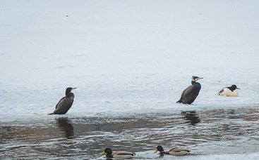 Как только ужгородцы вдоволь нафотографувалися с лебедями, на реке появились другие птицы – большие бакланы. 
