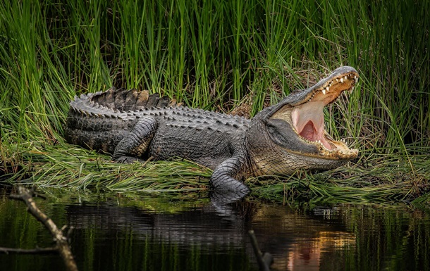 Крокодил напав на 15-річного хлопчика під час купання в річці. Тварина вбила дитину на очах її друзів.
