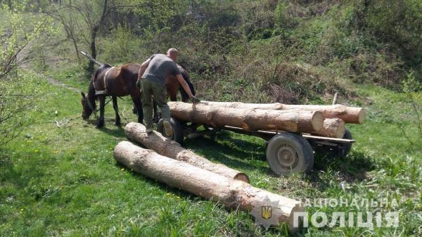 У селі Тур'я Пасіка Перечинського району працівники лісового господарства виявили незаконну рубку близько 20 кубометрів хвойної деревини.
