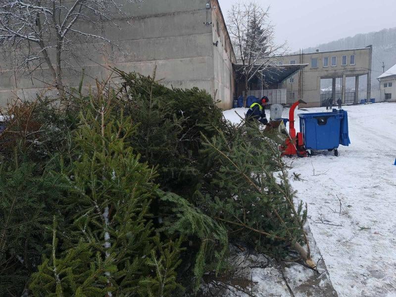 В Ужгороде горожанам предлагают утилизировать живые новогодние елки.