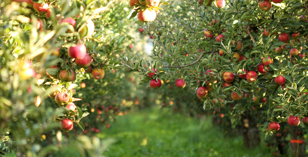 Разом з партнерами жінка розвиває виробництво яблук з 2007 року, коли на 45 гектарах орендованої землі в Берегівському районі Закарпаття вони висадили молодий сад.