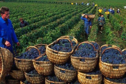 Председатель Закарпатской ОГА Геннадий Москаль будет инициировать снижение акциза для закарпатских виноделов, чтобы те могли развивать отрасль, а область - зарабатывать на продаже вина и винном туризме.