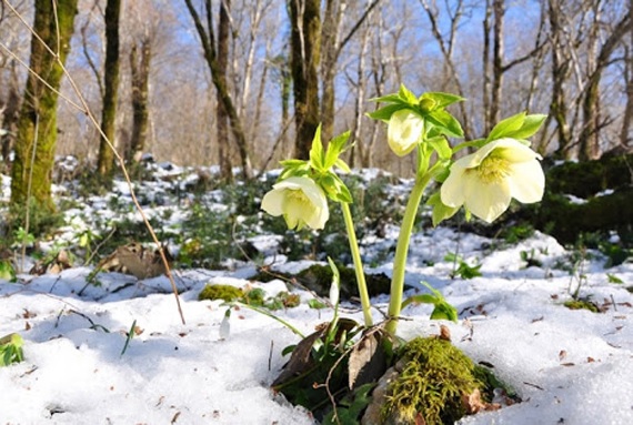 За прогнозами, зима цього року в Україні очікується теплою.