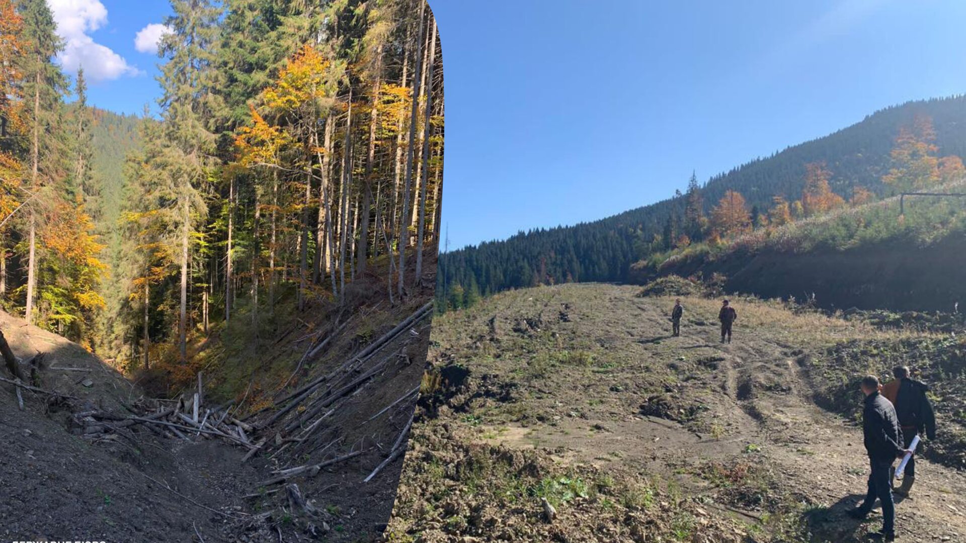 ДБР викрило злочинну групу лісників, яка незаконно рубала дерева на території Національного парку «Гуцульщина» загальнодержавного значення.

