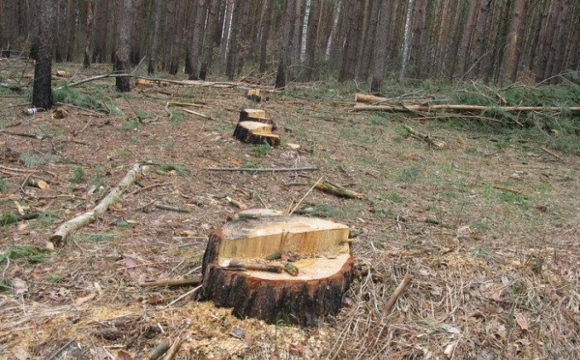 О ситуации с незаконными рубками леса рассказали в Управлении национальной полиции Закарпатской области. 