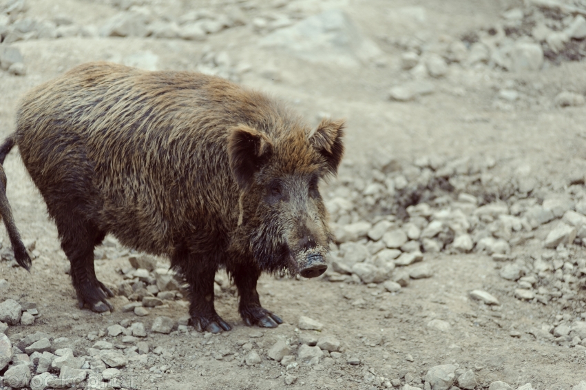У декількох мисливських угіддях на Виноградівщині спалахнув вірус африканської чуми серед диких свиней. 