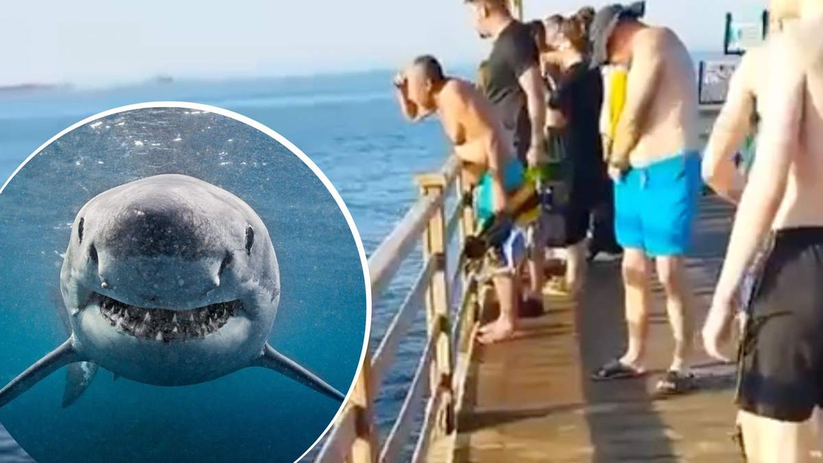Біля берегів Британії акула вкусила жінку за ногу. Напад 