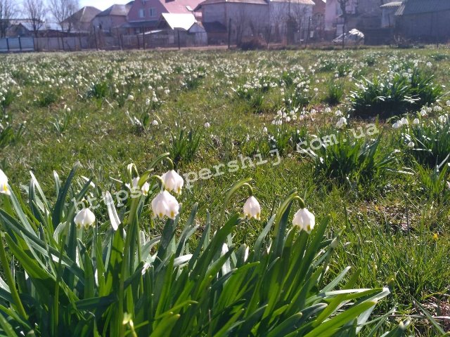 Весною на Закарпатті особливо гарно: розквітли перші весняні квіти, які, часто, зростають у цікавих та не властивих для них умовах