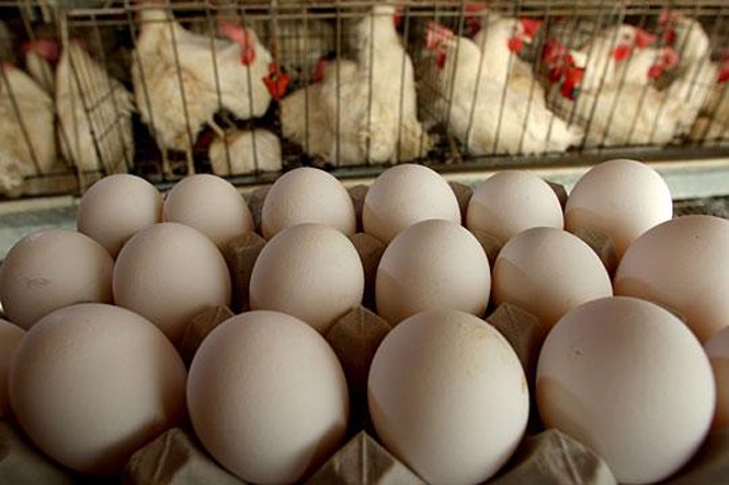 Шалені ціни на яйця цієї осені спантеличили чи не кожного українця. Лише за місяць ціна на продукцію зросла в двічі.