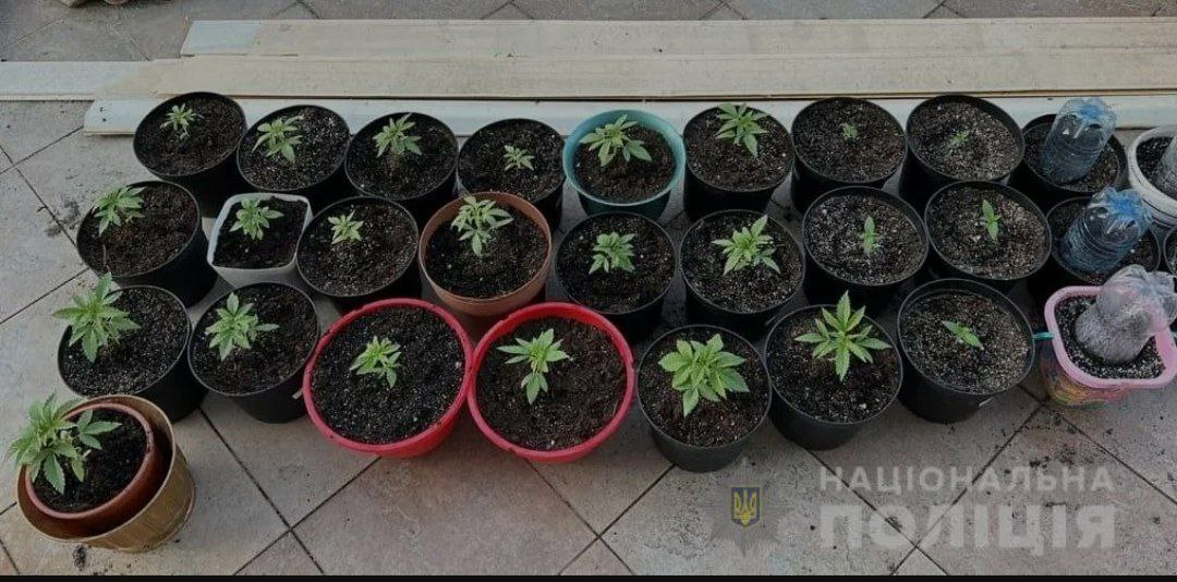 Співробітники поліції Виноградова отримали оперативну інформацію про те, що раніше судимий за наркозлочини 38-річний місцевий житель може бути причетний до вирощування заборонених рослин.