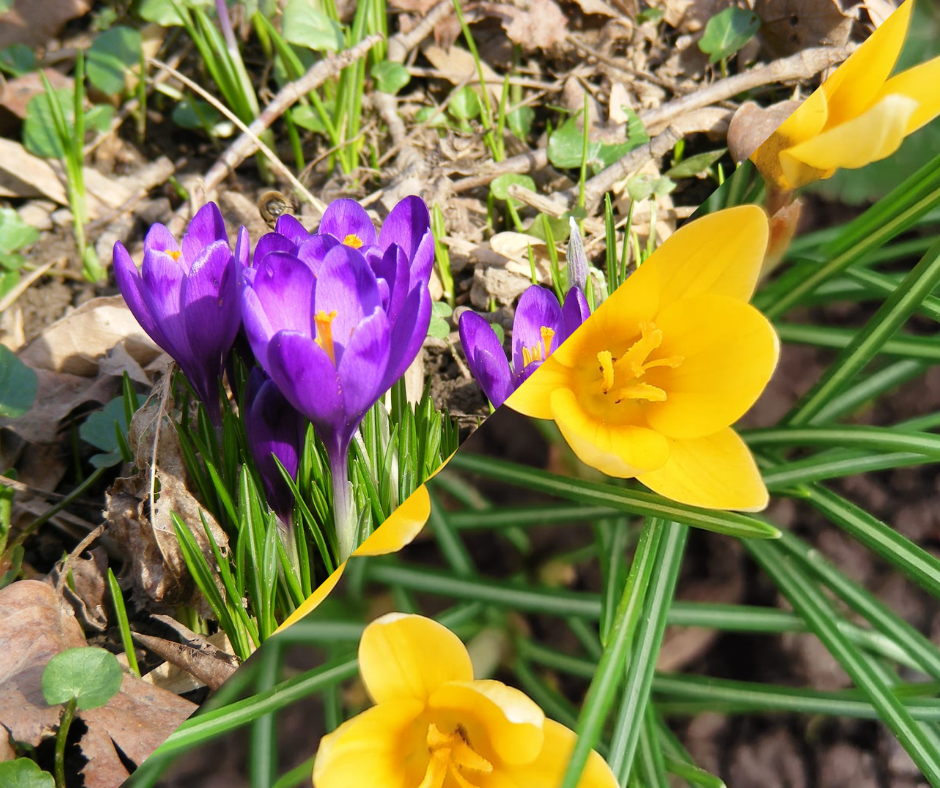 "Квітковий килим може бути безкрайнім": закарпатці насолоджуються весняним цвітом (ФОТО)