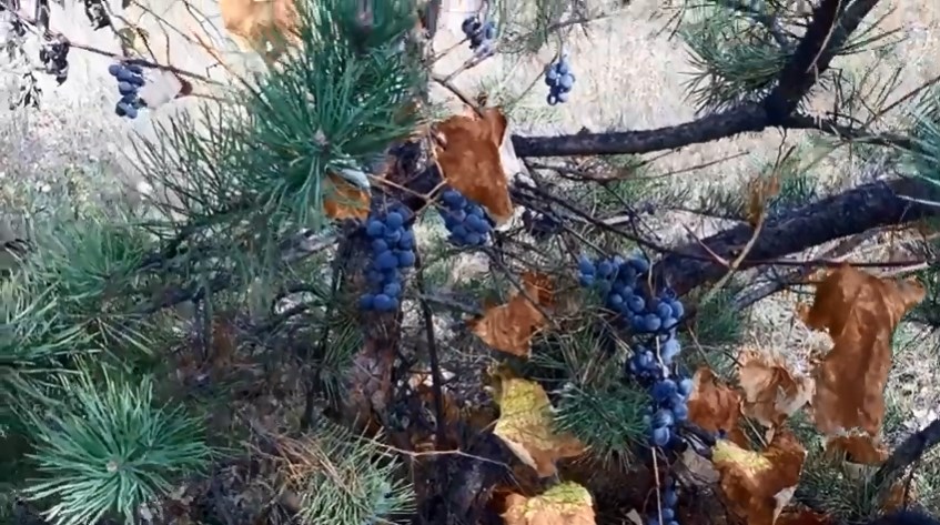 На Виноградівщині виноград росте на соснах на вербі, на дубах та на кущах ожини.