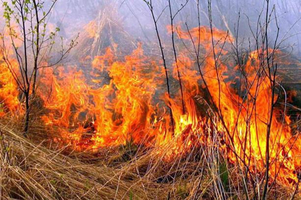 Пожежі на Берегівщині: вогонь нищив траву та чагарники на значній площі