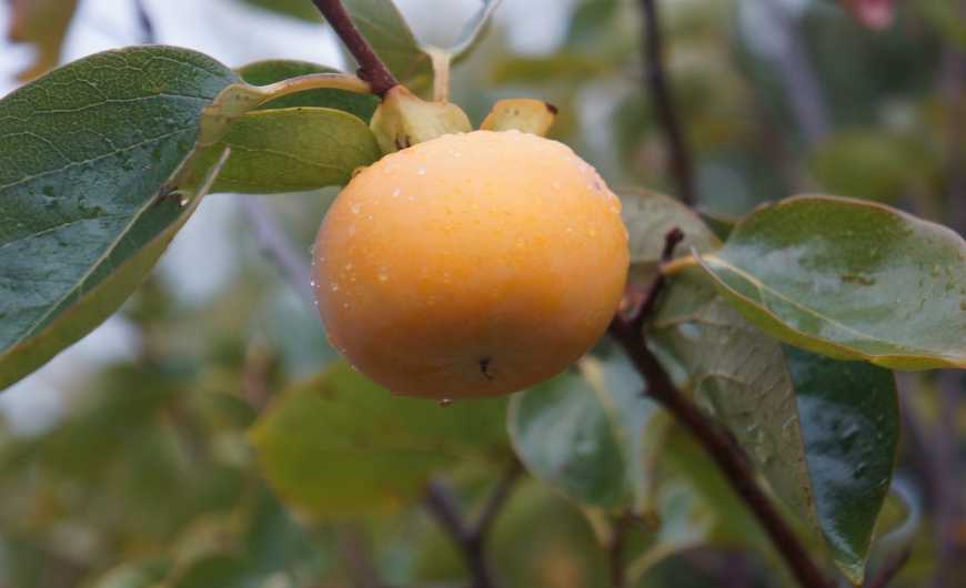 Земледельцы Закарпатья разводили морозостойкие сорта персимы и киви.