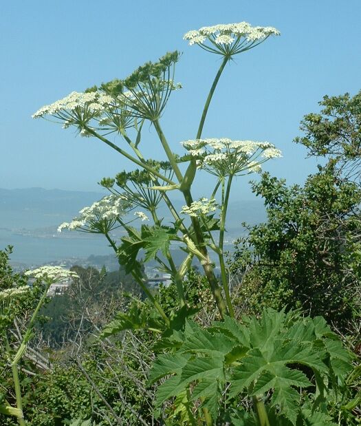 После потепления вдоль р. Латорицы и в местах отдыха на природе вы можете увидеть опасное растение под названием БОРЩЕВИК. 