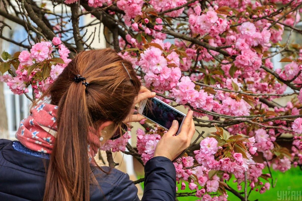 Завтра, 18 апреля, 14 гидов проведут онлайн-экскурсию в 13 городах Закарпатской области, и покажут как цветут сакуры.
