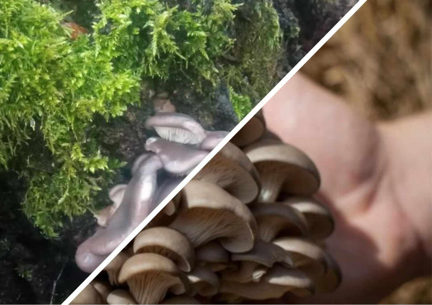 They are grown on special farms: unique mushrooms have already begun to appear in the forests of Ukraine (PHOTOS)