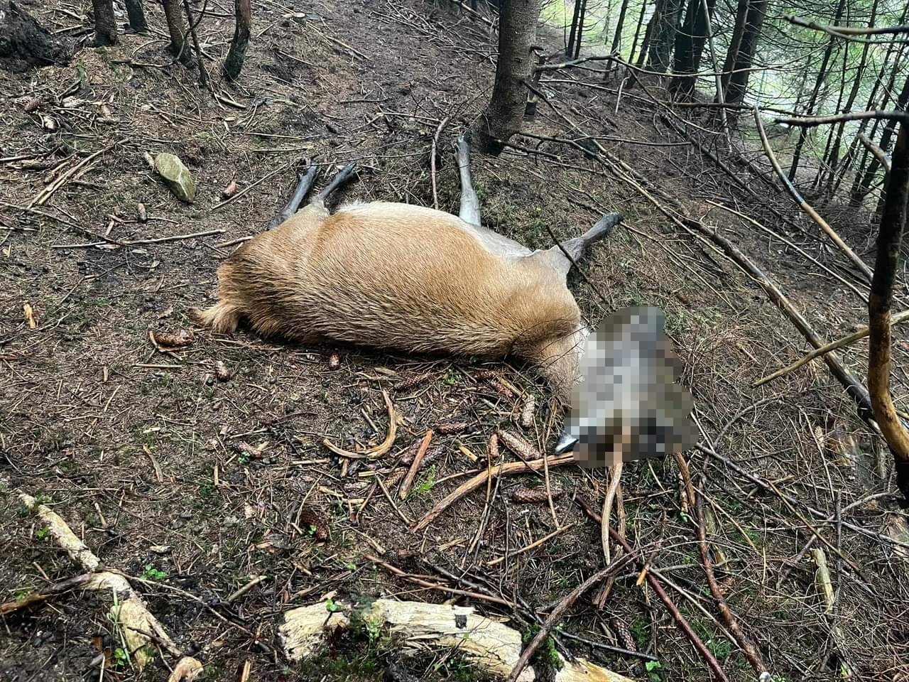 Два олені протягом тижня загинули в екопарку “Долина вовків” на Міжгірщині.