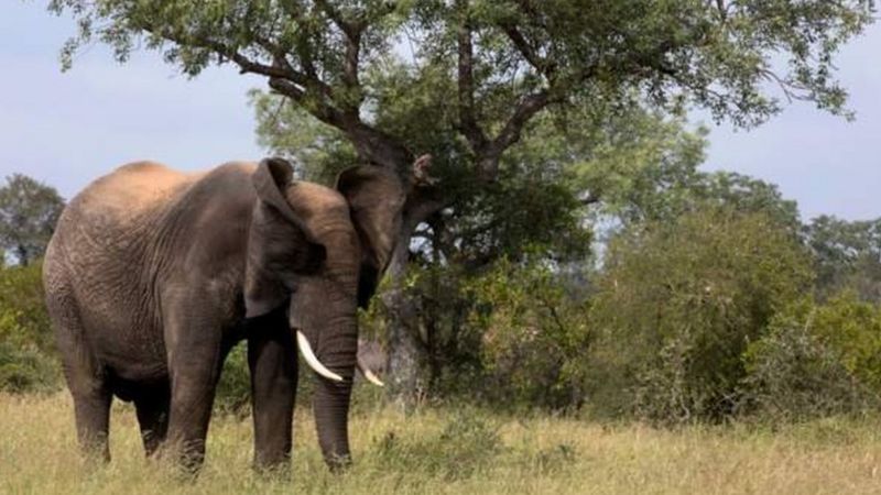 Вероятный браконьер умер после того, как его растоптали слоны в южноафриканском национальном парке Крюгера.