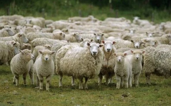 Внаслідок ДТП тяжких травм також зазнав пастух.