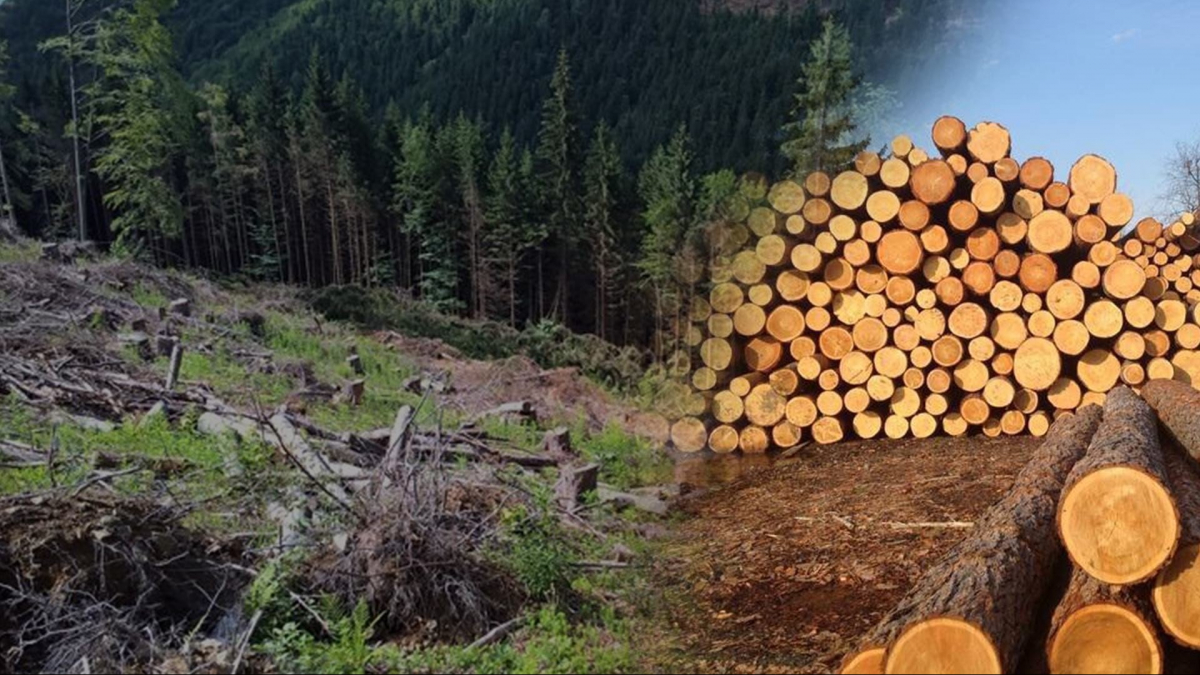 Працівники державної охорони філії «Чернівецького лісового господарства» виявили 141 незаконно зрубане дерево. До оборудки причетний працівник лісництва.