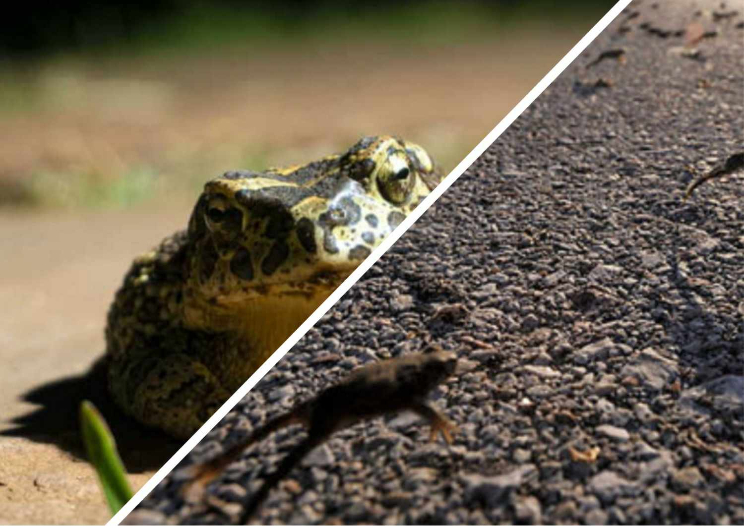 В обійстях закарпатців - легіони слизьких істот: жаб викидають з будинків