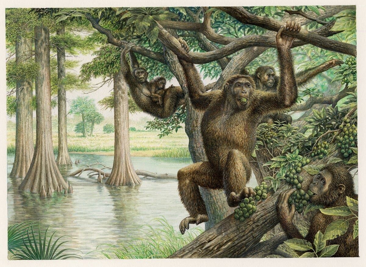 Знайдені останки показали, що рудапітек не тільки був родичем сучасних африканських мавп і людей, а й пересувався на двох ногах.