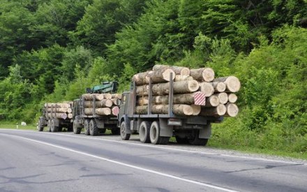 На Рахівщині за ліс сплатили понад 7 мільйонів