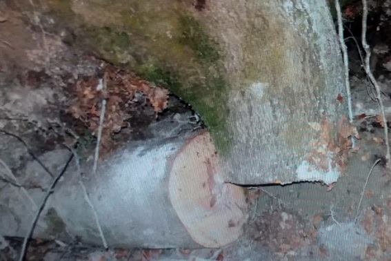 Перечинська поліція розпочала кримінальне провадження за фактом смерті чоловіка, який несанкціоновано та без дотримання правил безпеки рубав дрова в лісовому масиві урочища Свалявка.

